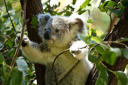 A koala in Australia